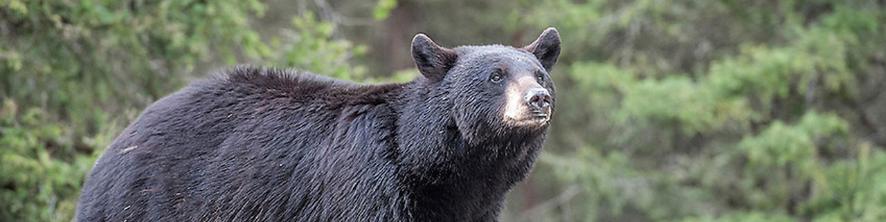 Black Bear Hunting in Michigan Upper Peninsula