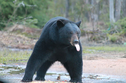 Black Bear Hunting Near Lake Gogebic