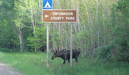 Moose Sighting